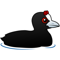 Red-knobbed Coot