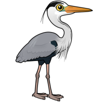 Grey Heron