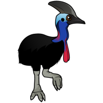 Southern Cassowary