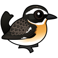 Whinchat