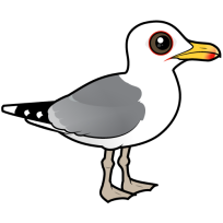 Caspian Gull