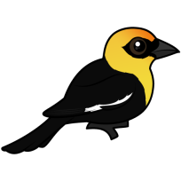 Yellow-headed Blackbird