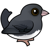 Dark-eyed Junco