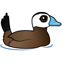 White-headed Duck