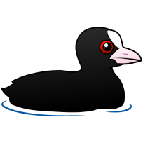 Eurasian Coot
