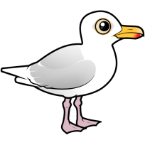 Glaucous Gull