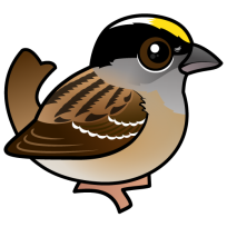 Golden-crowned Sparrow