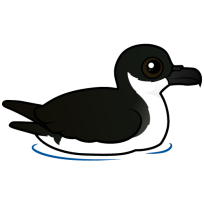 Newell's Shearwater