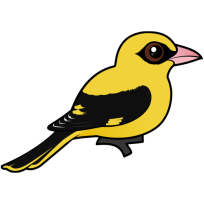 Eurasian Golden Oriole