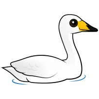 Whooper Swan