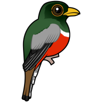 Elegant Trogon