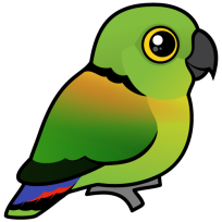 Black-collared Lovebird