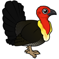 Australian Brushturkey
