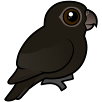 Lesser Vasa-Parrot