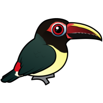 Green Aracari