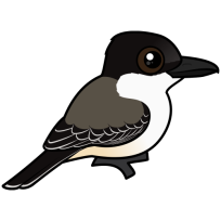 Loggerhead Kingbird