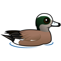 American Wigeon
