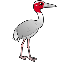Sarus Crane