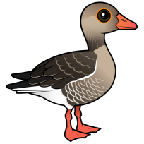 Graylag Goose