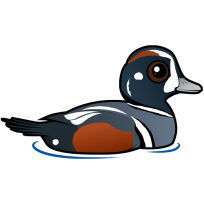 Harlequin Duck