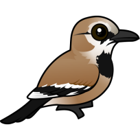 Iranian Ground-Jay