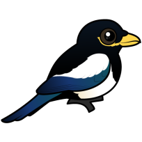 Yellow-billed Magpie