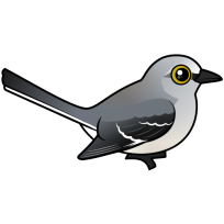Northern Mockingbird