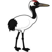Red-crowned Crane