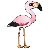 Andean Flamingo