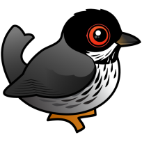 Cyprus Warbler