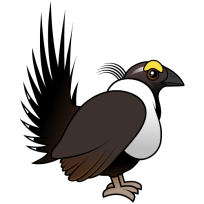 Sage Grouse