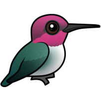 Bee Hummingbird