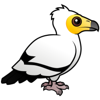 Egyptian Vulture