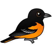 Baltimore Oriole
