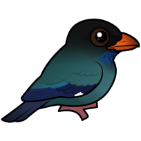 Dollarbird
