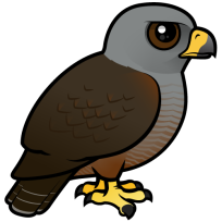 Ridgway's Hawk