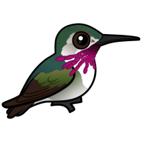 Calliope Hummingbird