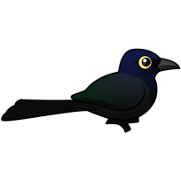Great-tailed Grackle
