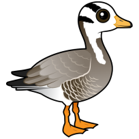 Bar-headed Goose
