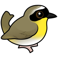 Common Yellowthroat