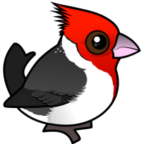 Red-crested Cardinal