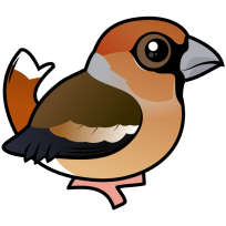 Hawfinch