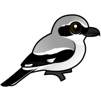 Northern Shrike