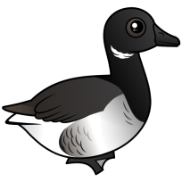Brant Goose