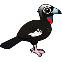 Black-fronted Piping Guan