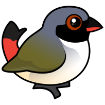 Swee Waxbill