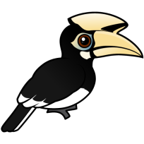 Oriental Pied Hornbill