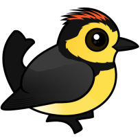 Collared Redstart