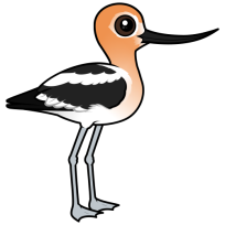 American Avocet