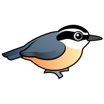 Red-breasted Nuthatch